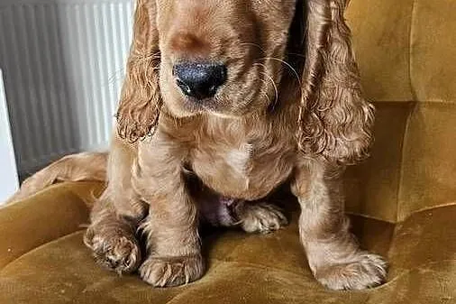 Cocker spaniel piesek