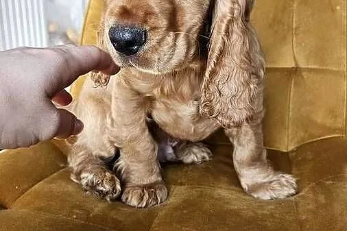 Cocker spaniel piesek, Świętokrzyskie, Busko-Zdrój