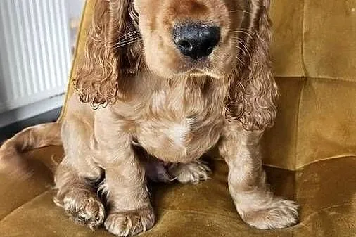 Cocker spaniel piesek, Świętokrzyskie, Busko-Zdrój
