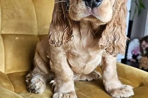 Cocker spaniel piesek, Świętokrzyskie, Busko-Zdrój