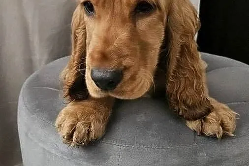 Cocker spaniel piesek, Świętokrzyskie, Busko-Zdrój