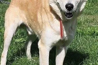 Alan - śliczny psiak w typie labradora szuka domu,  warmińsko-mazurskie Elbląg