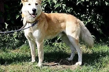 Alan - śliczny psiak w typie labradora szuka domu,