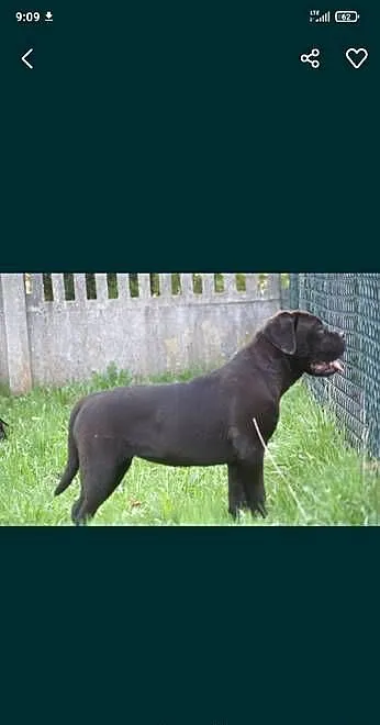 Cane Corso FCI suczka, zagraniczne krycie, wyjątkowa psychika, Świętokrzyskie, Kielce