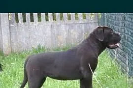 Cane Corso FCI suczka, zagraniczne krycie, wyjątkowa psychika