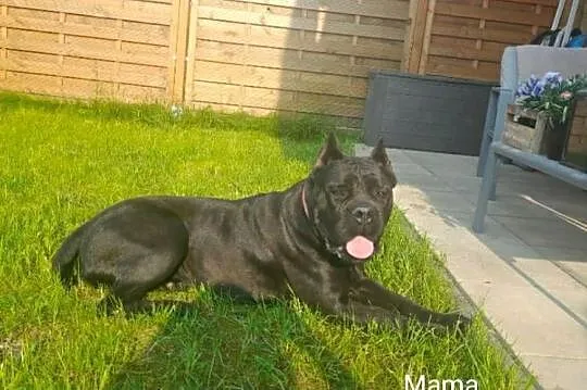 Cane Corso FCI suczka, zagraniczne krycie, wyjątkowa psychika, Świętokrzyskie, Kielce
