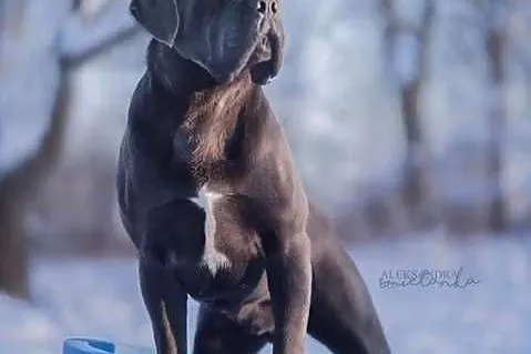 Cane Corso FCI suczka, zagraniczne krycie, wyjątkowa psychika, Świętokrzyskie, Kielce