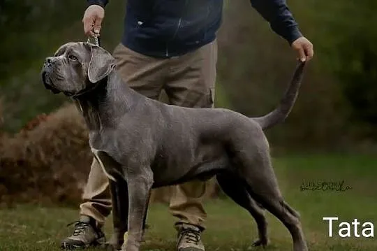 Cane Corso FCI suczka, zagraniczne krycie, wyjątkowa psychika, Świętokrzyskie, Kielce