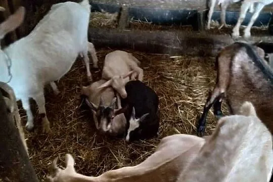 Kózki na sprzedaż, Wielkopolskie, Ostrowite