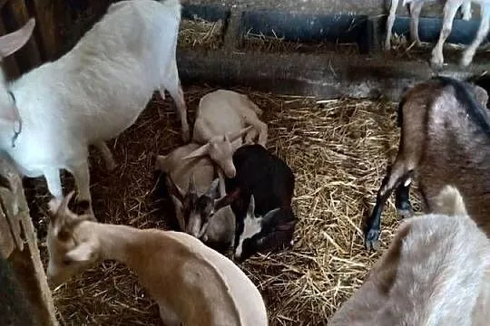 Kózki na sprzedaż, Wielkopolskie, Ostrowite