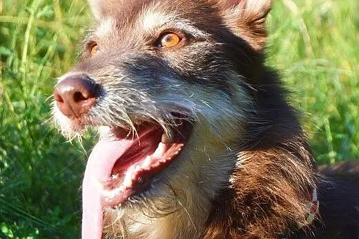 Kira mix husky SZUKA DOMU,  mazowieckie Warszawa