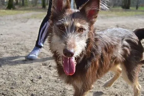 Kira mix husky SZUKA DOMU,  mazowieckie Warszawa
