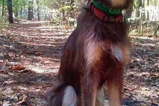 Kira mix husky SZUKA DOMU,  mazowieckie Warszawa