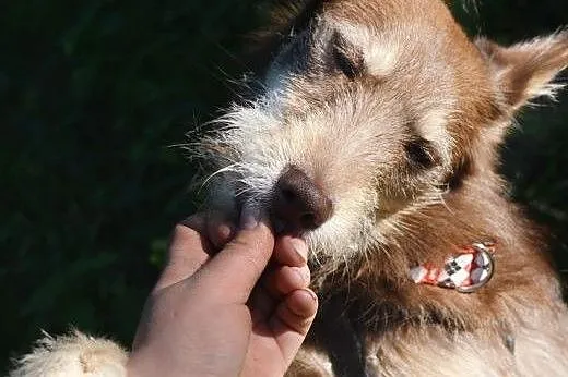Kira mix husky SZUKA DOMU,  mazowieckie Warszawa