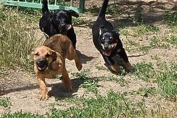 3 miesięczna suczka czeka na nowy, odpowiedzialny 