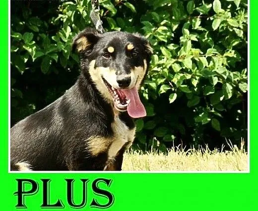 10kg,jamnik mix,młody,łagodny,wesoły piesek PLUS,