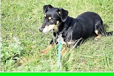 10kg,jamnik mix,młody,łagodny,wesoły piesek PLUS, 