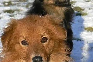 Pixi i Dixi młode psiaczki szukają pilnie kochając