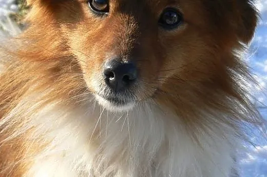 Pixi i Dixi młode psiaczki szukają pilnie kochając