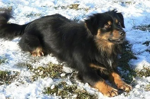 Pixi i Dixi młode psiaczki szukają pilnie kochając