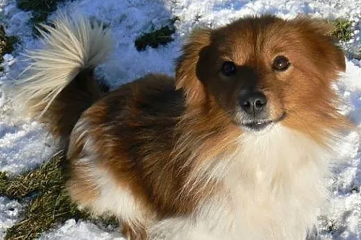 Pixi i Dixi młode psiaczki szukają pilnie kochając