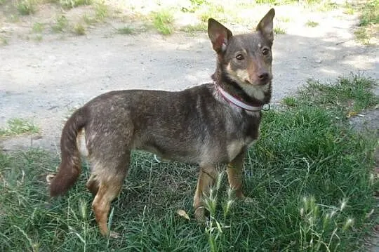 TOFINKA urocza, malutka, uśmiechnięta sunia z krzy