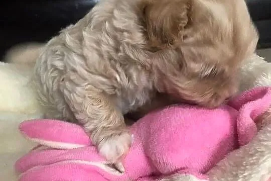Maltipoo szczeniaki po malutkich rodzicach pudel toy / maltańczyk