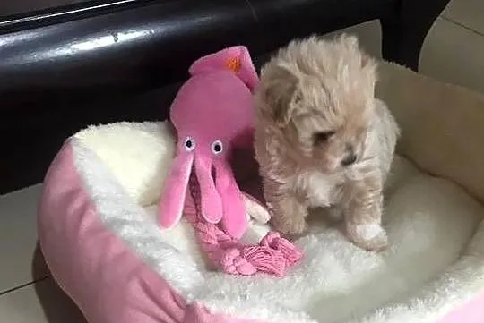 Maltipoo szczeniaki po malutkich rodzicach pudel toy / maltańczyk, Dolnośląskie, Bielany Wrocławskie