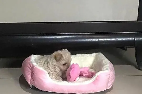 Maltipoo szczeniaki po malutkich rodzicach pudel toy / maltańczyk, Dolnośląskie, Bielany Wrocławskie