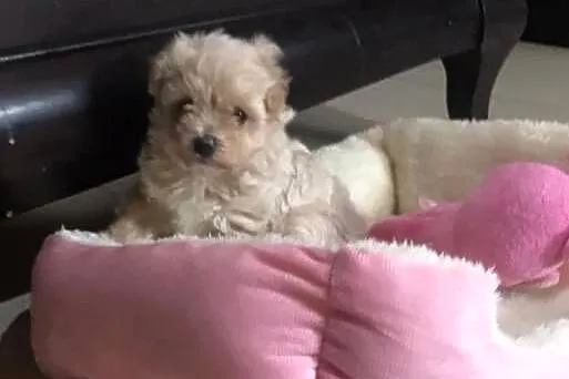 Maltipoo szczeniaki po malutkich rodzicach pudel toy / maltańczyk, Dolnośląskie, Bielany Wrocławskie