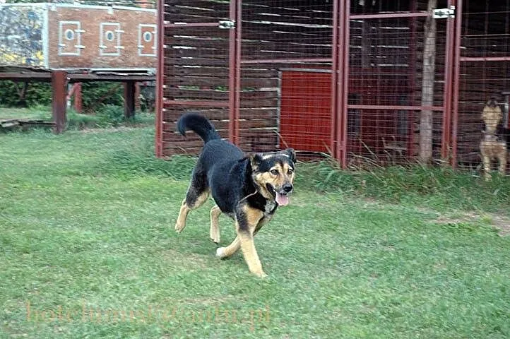 Kto pokocha Murzynka? Kto da mu domek na zawsze?