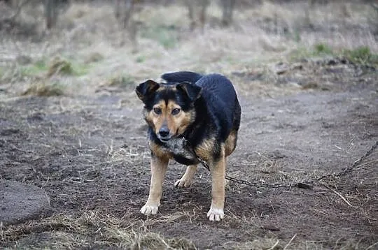 Kto pokocha Murzynka? Kto da mu domek na zawsze?