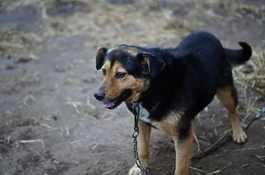 Kto pokocha Murzynka? Kto da mu domek na zawsze?