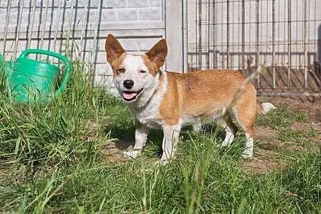 Młodziutka, maleńka Fionka, kochana suczka do poko