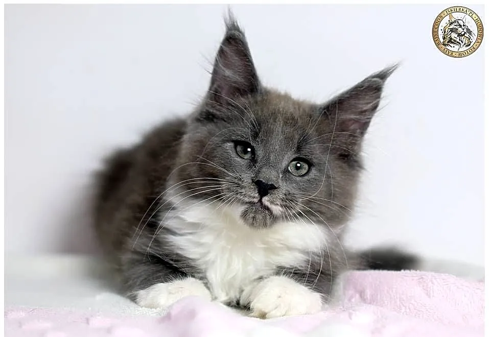Niebieska kotka maine coon WCF, Mazowieckie, Warszawa