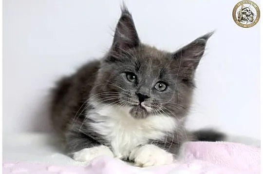 Niebieska kotka maine coon WCF