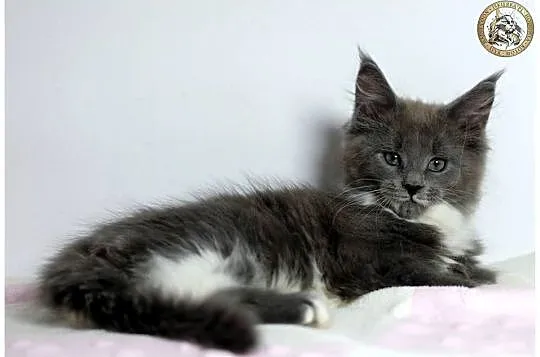 Niebieska kotka maine coon WCF, Mazowieckie, Warszawa