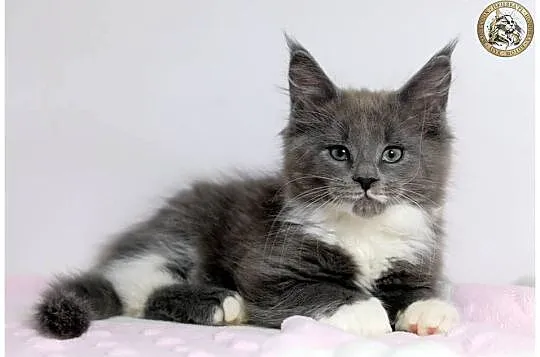 Niebieska kotka maine coon WCF, Mazowieckie, Warszawa