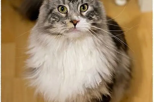 Niebieska kotka maine coon WCF, Mazowieckie, Warszawa