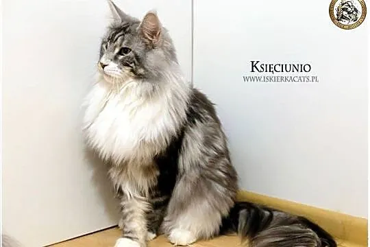Niebieska kotka maine coon WCF, Mazowieckie, Warszawa