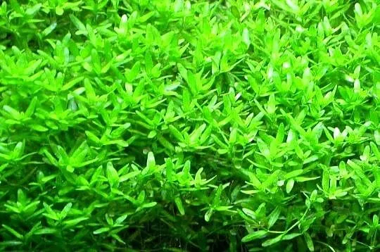 Hemianthus micranthemoides - roślina akwariowa