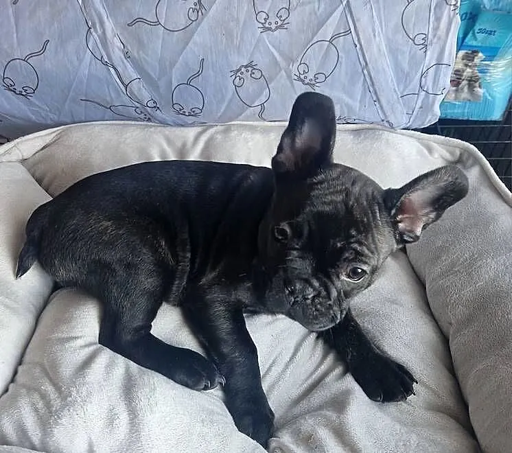 Buldog francuski, Kujawsko-pomorskie, Złotniki Kujawskie