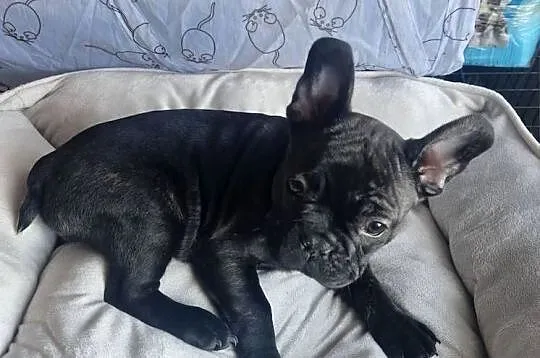 Buldog francuski, Kujawsko-pomorskie, Złotniki Kujawskie