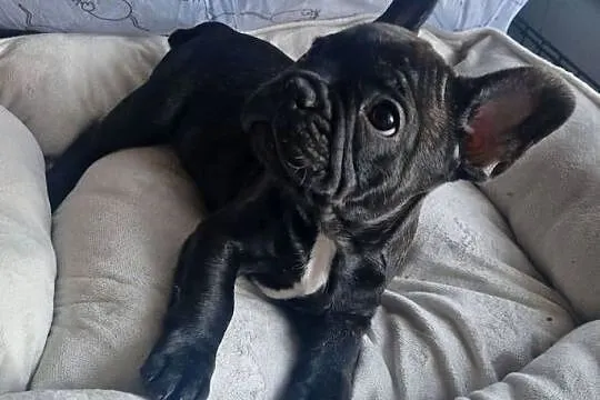 Buldog francuski, Kujawsko-pomorskie, Złotniki Kujawskie