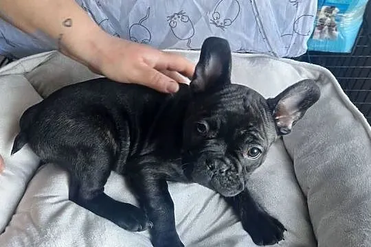 Buldog francuski, Kujawsko-pomorskie, Złotniki Kujawskie