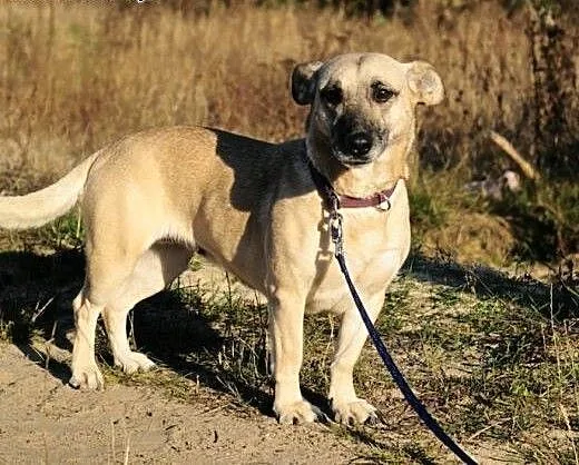 Fiona - kochana psina czeka na Ciebie, śląskie Ka