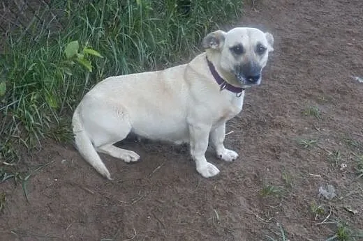 Fiona - kochana psina czeka na Ciebie,  śląskie Ka