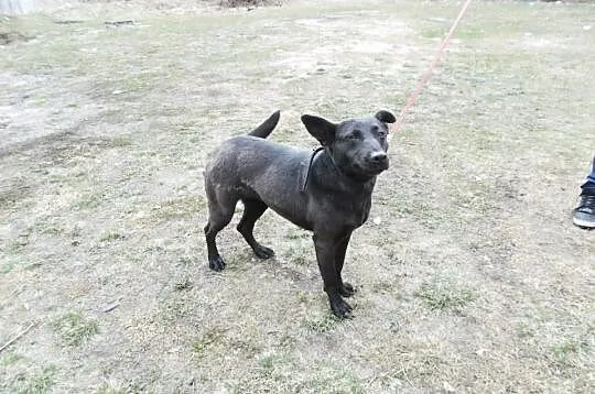 Daga - czarna piękność :) cudna sunia szuka domu, adopcja