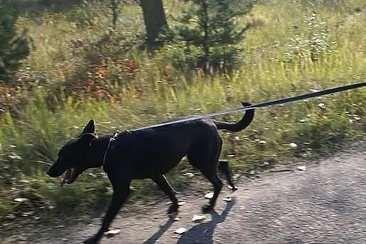 Daga - czarna piękność :) cudna sunia szuka domu, 