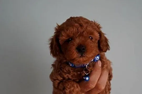 Piesek Maltipoo